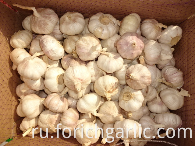 Fresh Normal Garlic Best Quality